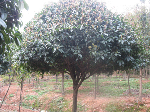 8���־�Ʒ���¹�