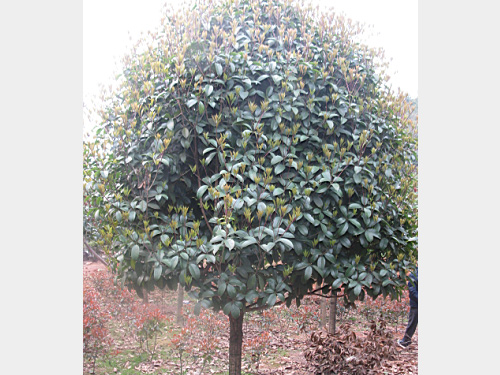 6���־�Ʒ���¹�