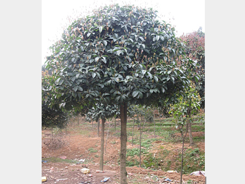 5���־�Ʒ���¹�