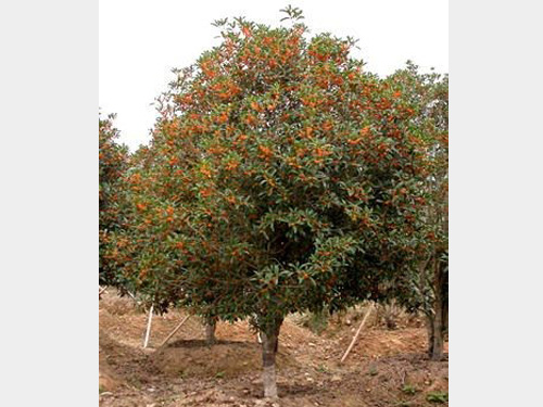 8-10���ֵ���