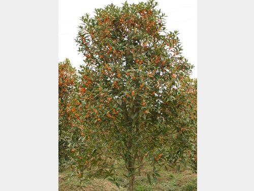 5-7���ֵ���