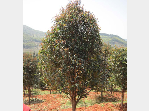 2-4���ֵ���