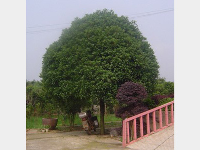 20���ְ��¹�