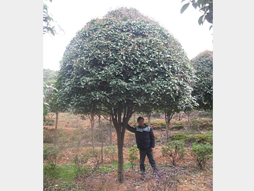 15���ְ��¹�