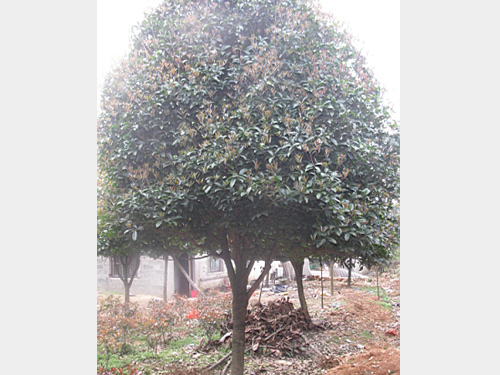 12���ְ��¹�