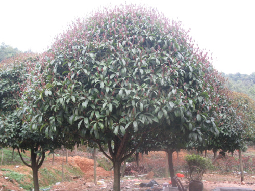 9���ְ��¹�