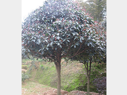 7���ְ��¹�