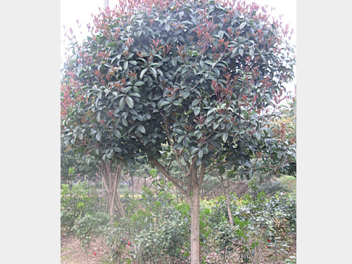 5���ְ��¹�