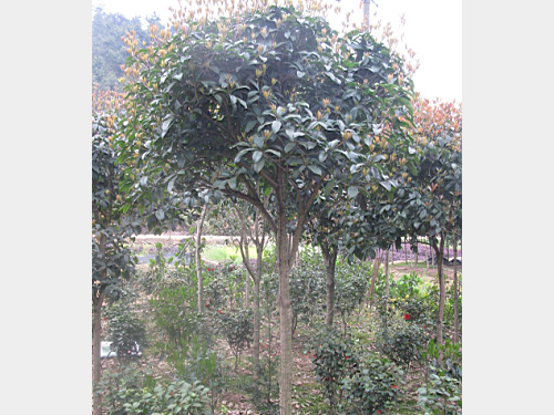 4���ְ��¹�