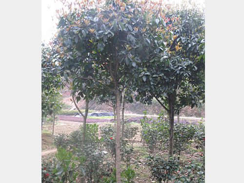 3���ְ��¹�