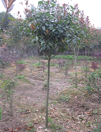 2���ְ��¹�