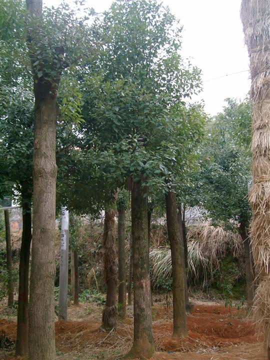 28公分移栽香樟