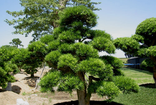 38公分造型罗汉松