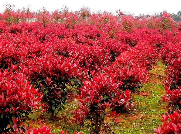 红叶石楠苗